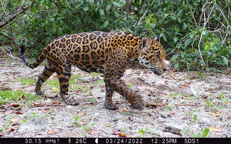 yucatan jaguar